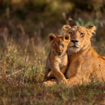 La photographie animaux sauvages est-elle accessible aux photographes débutants ?