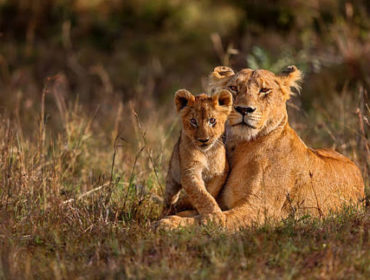 photographie animaux sauvages